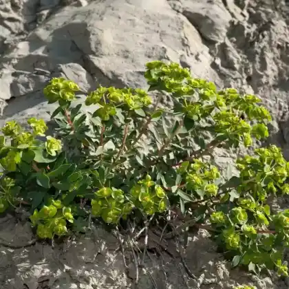 Foto von Nizza-Wolfsmilch (Euphorbia nicaeensis)