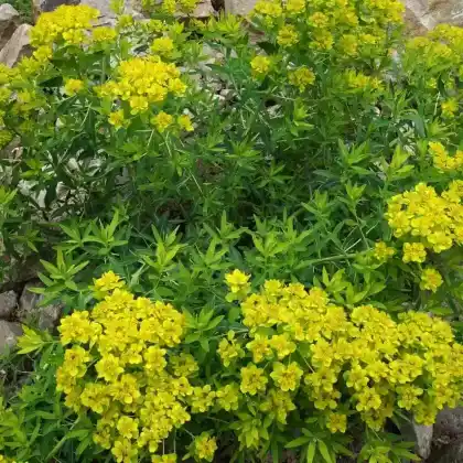 Foto von Sumpf-Wolfsmilch (Euphorbia palustris)