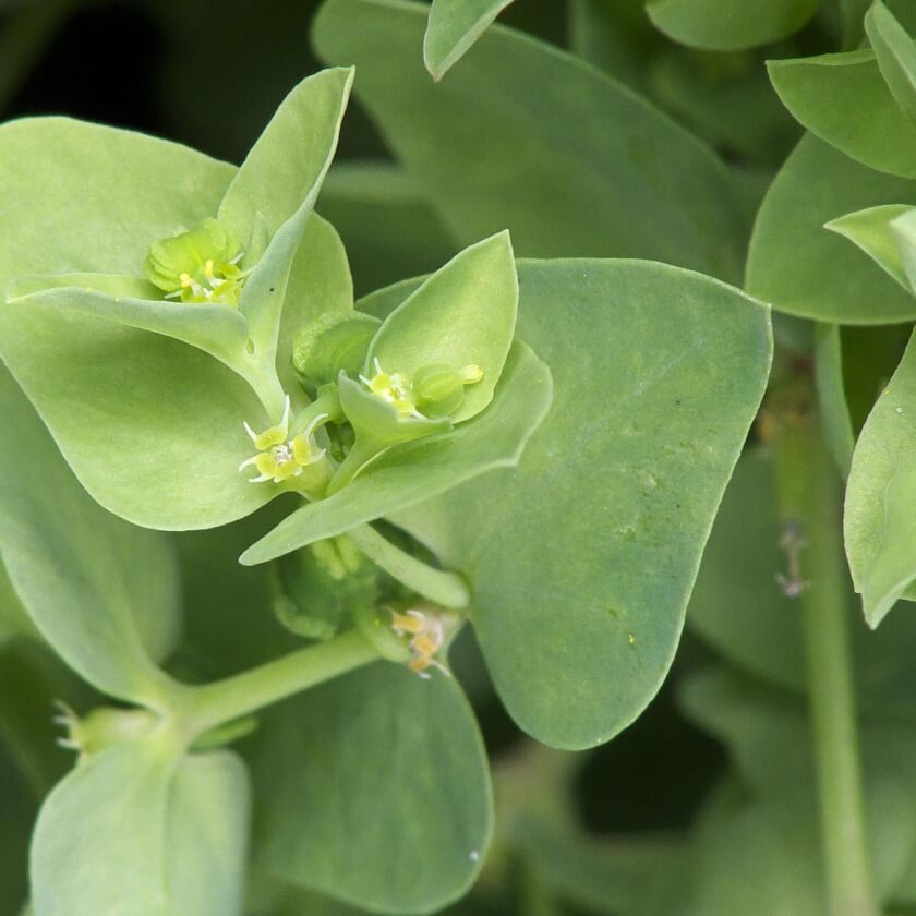 GartenWolfsmilch / Euphorbia peplus