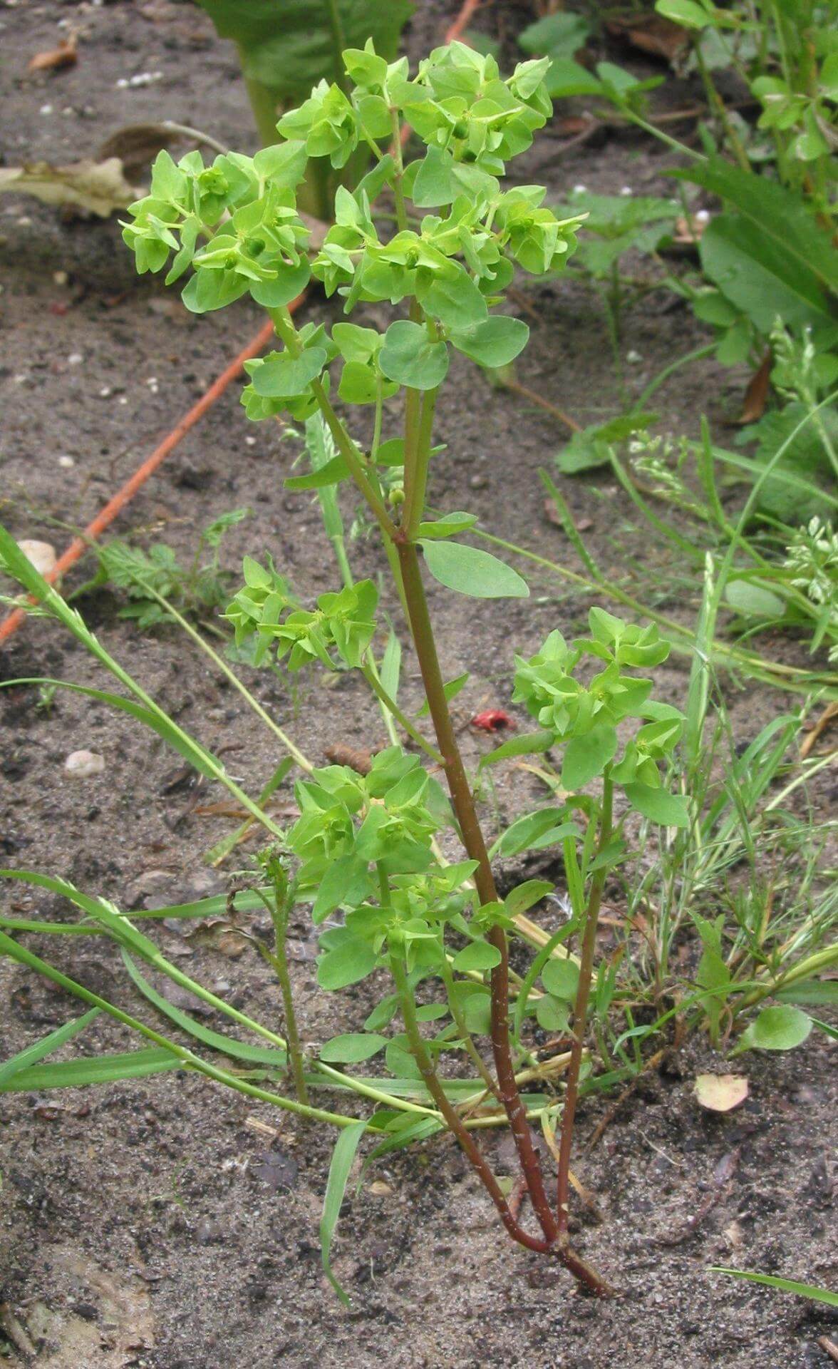 GartenWolfsmilch / Euphorbia peplus