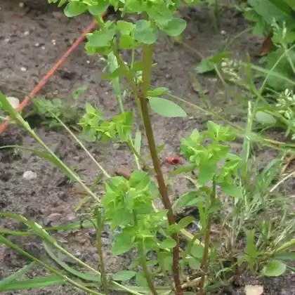Foto von Garten-Wolfsmilch (Euphorbia peplus)
