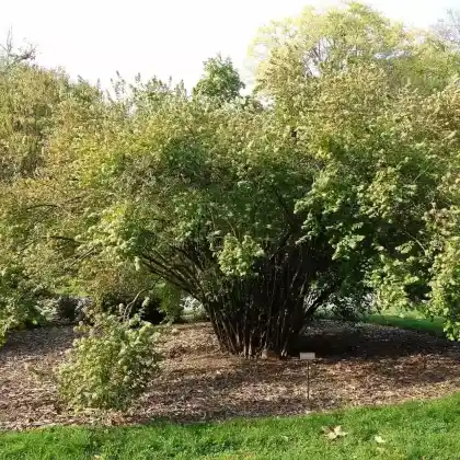 Foto von Chinesische Abelie (Abelia chinensis)