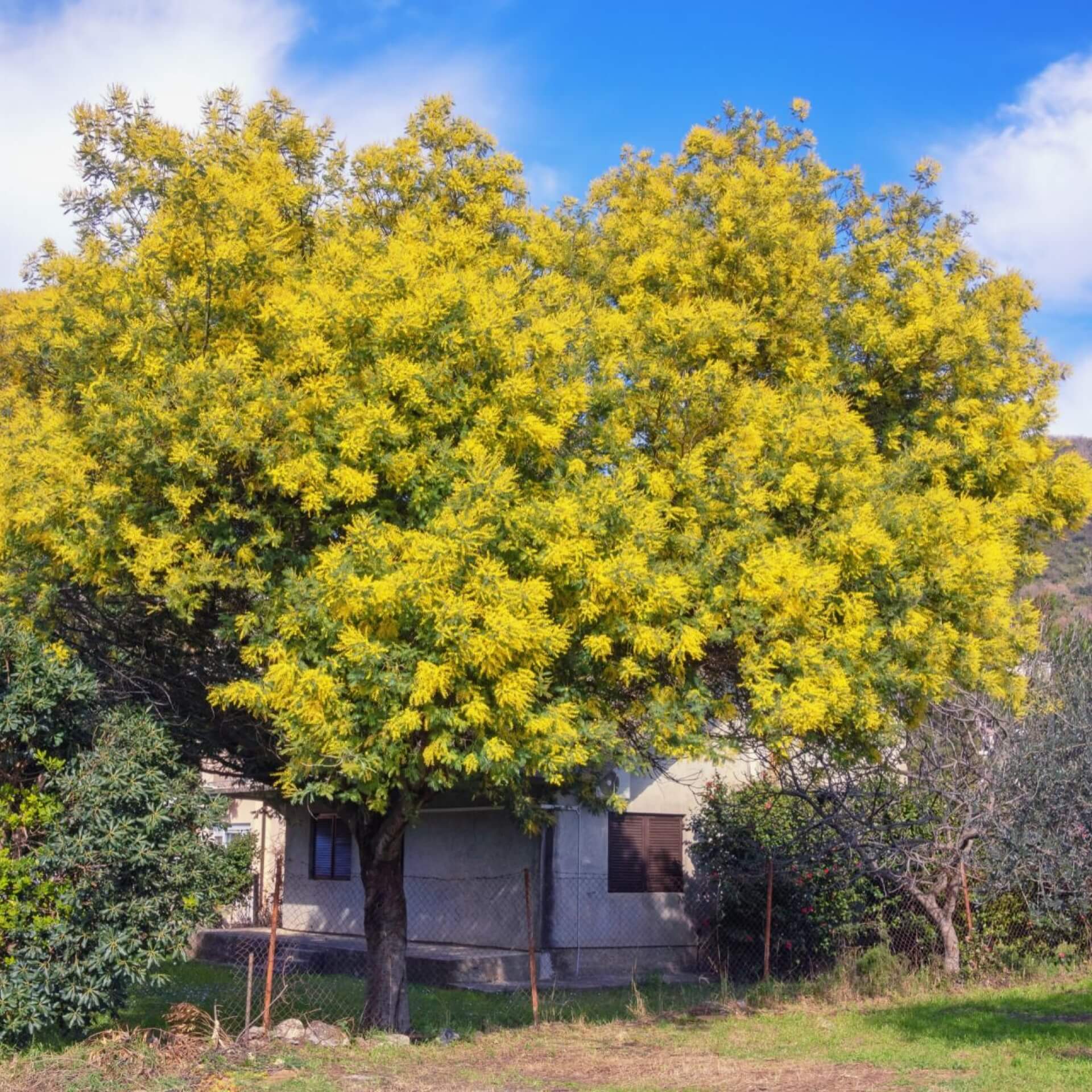 Silber-Akazie (Acacia dealbata)