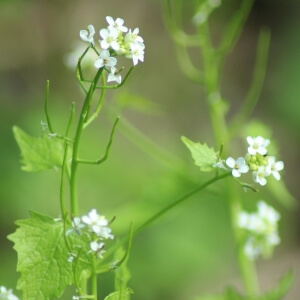 Alliaria petiolata
