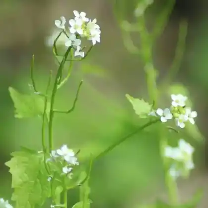 Foto von Knoblauchsrauke (Alliaria petiolata)