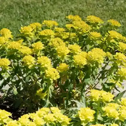 Foto von Gold-Wolfsmilch (Euphorbia polychroma)