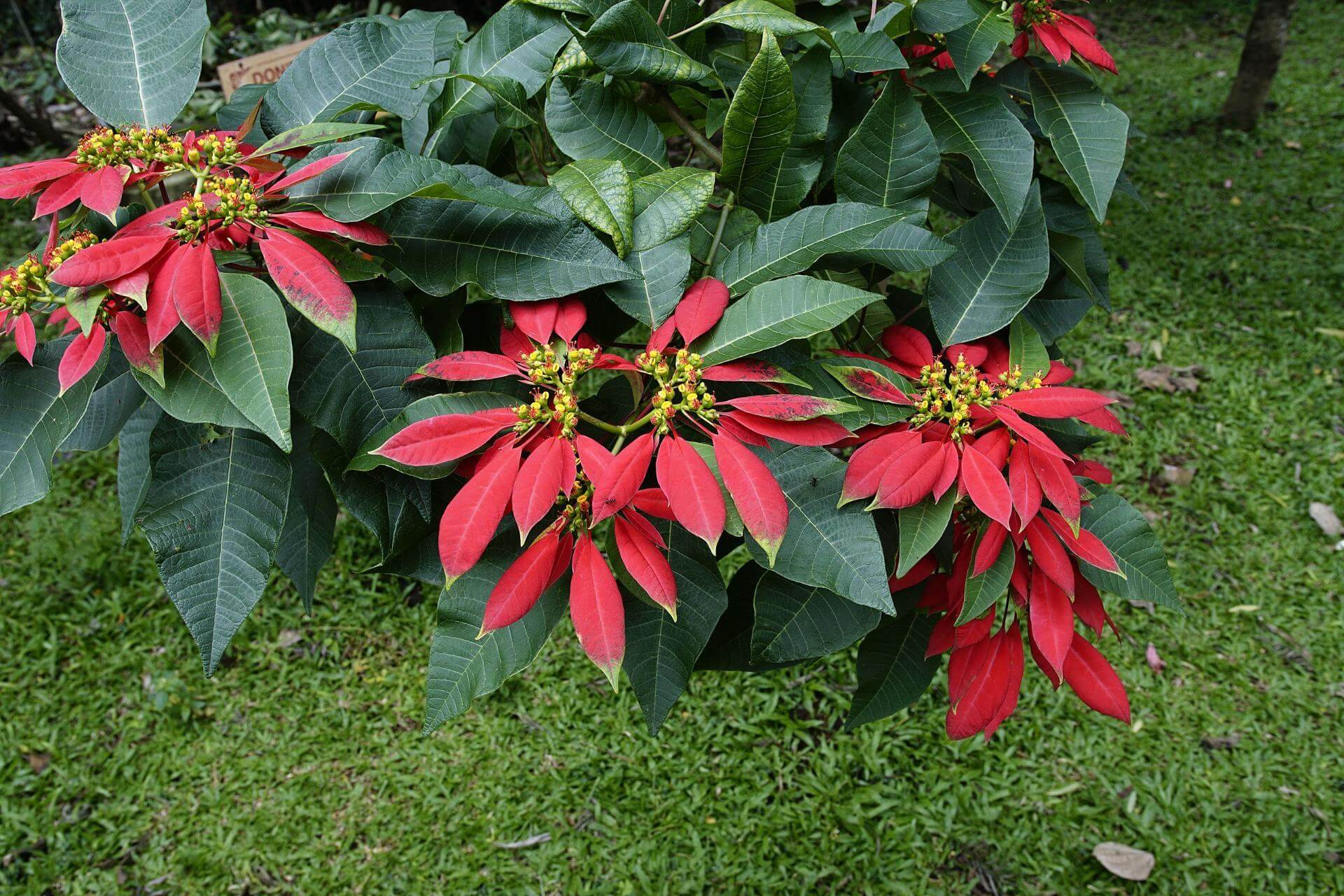 Weihnachtsstern / Euphorbia pulcherrima