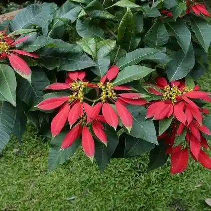 Foto von Weihnachtsstern (Euphorbia pulcherrima)