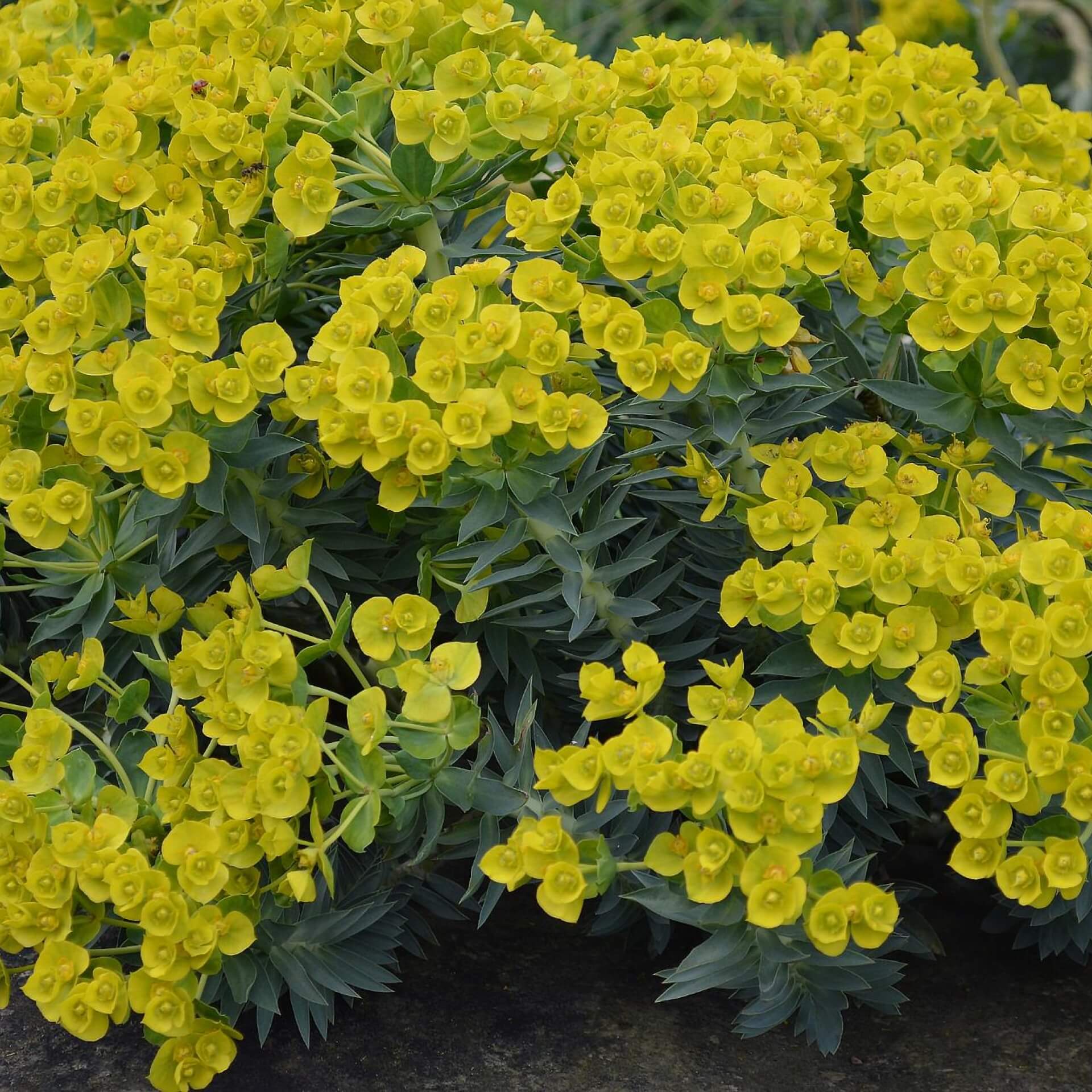 Steife Wolfsmilch (Euphorbia rigida)