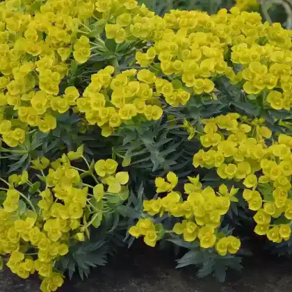 Foto von Steife Wolfsmilch (Euphorbia rigida)