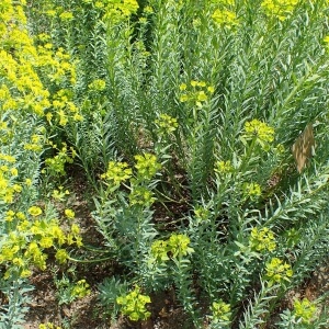 Echter Lavendel Expertenwissen für Garten & Balkon