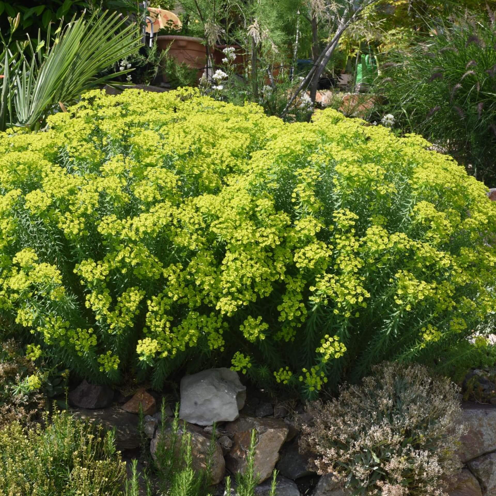 Steppen-Wolfsmilch (Euphorbia seguieriana)