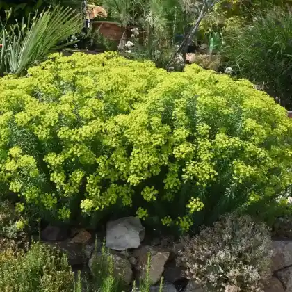 Foto von Steppen-Wolfsmilch (Euphorbia seguieriana)