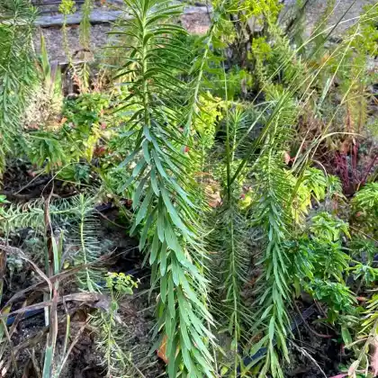 Foto von Steppen-Wolfsmilch 'Sternenwolke' (Euphorbia seguieriana 'Sternenwolke')