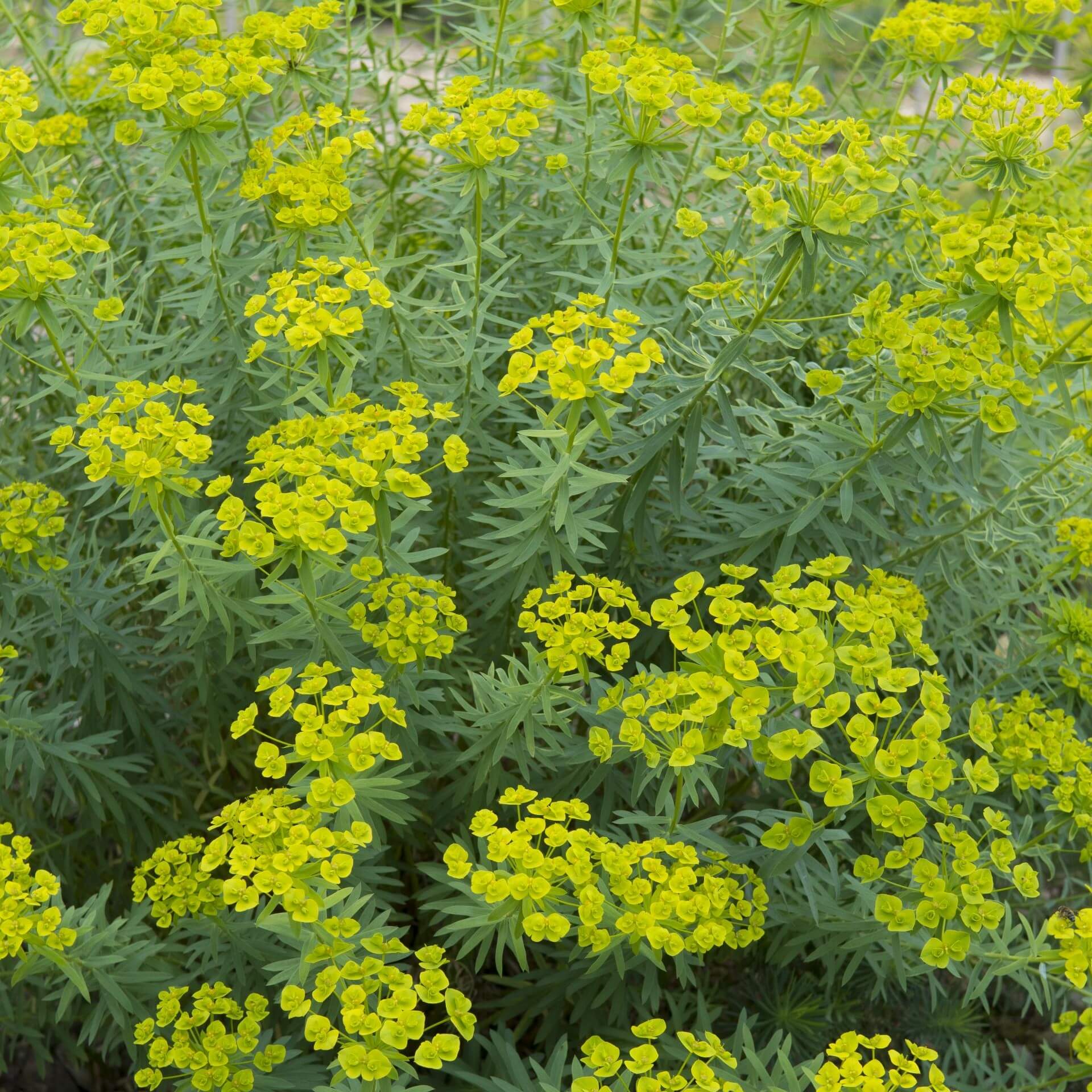 Bläuliche Wolfsmilch (Euphorbia seguieriana subsp. niciciana)