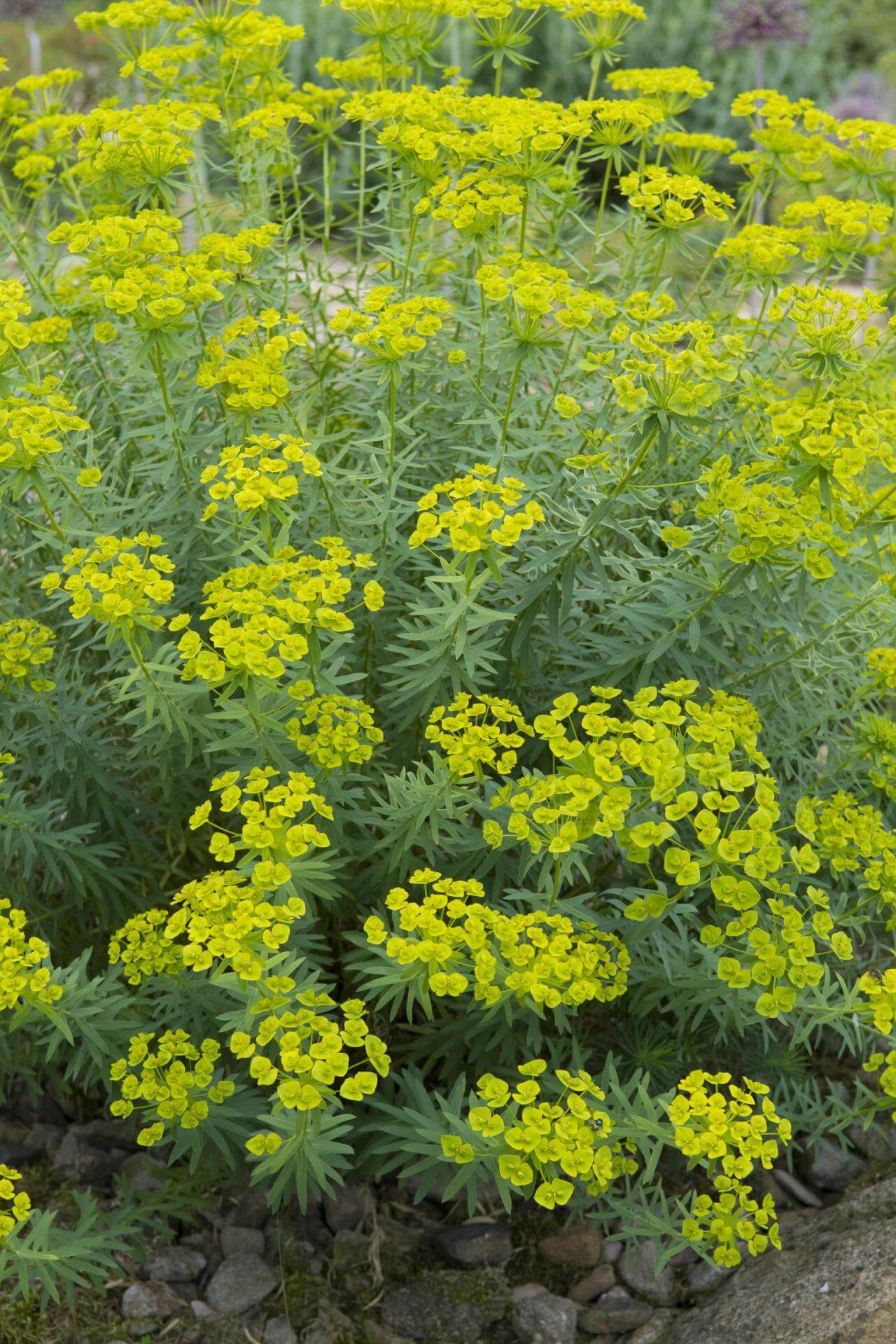 Bläuliche Wolfsmilch / Euphorbia seguieriana subsp. niciciana