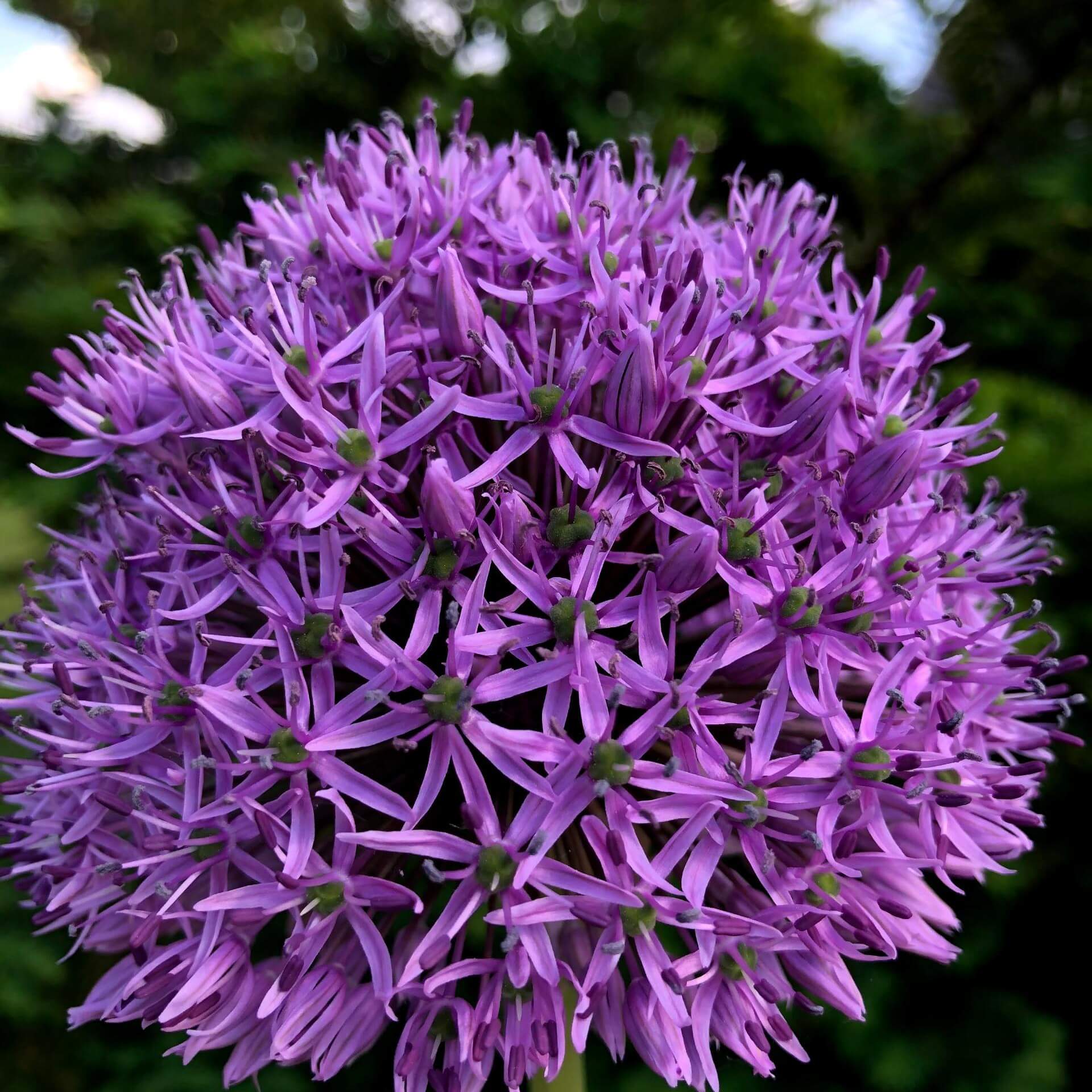 Riesen-Zierlauch (Allium 'Gladiator')