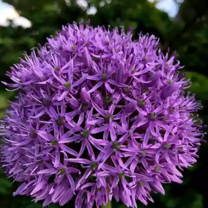 Foto von Riesen-Zierlauch (Allium 'Gladiator')