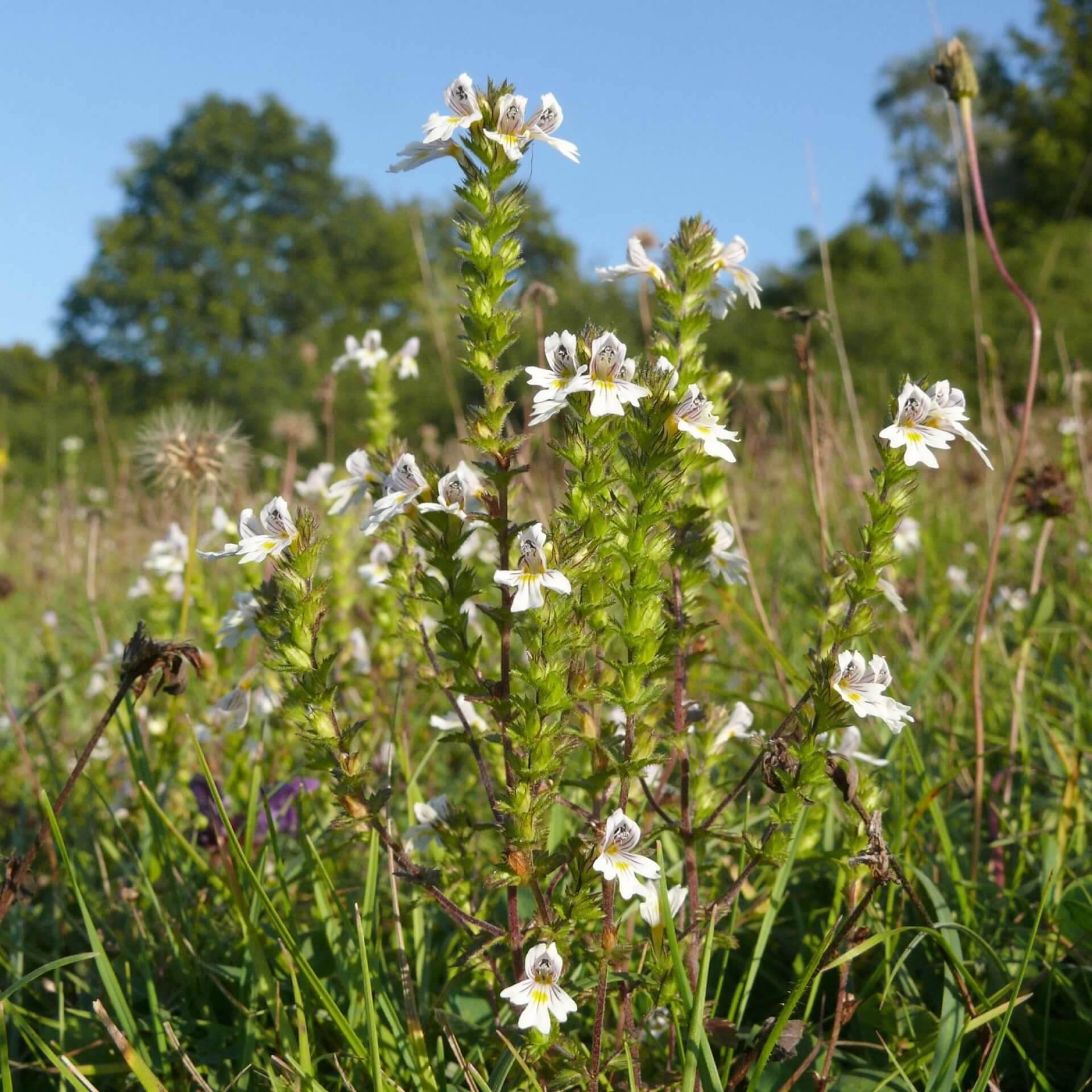 Gemeiner Augentrost (Euphrasia rostkoviana)