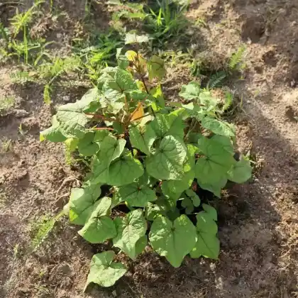 Foto von Ausdauernder Baumspinat (Fagopyrum cymosum)