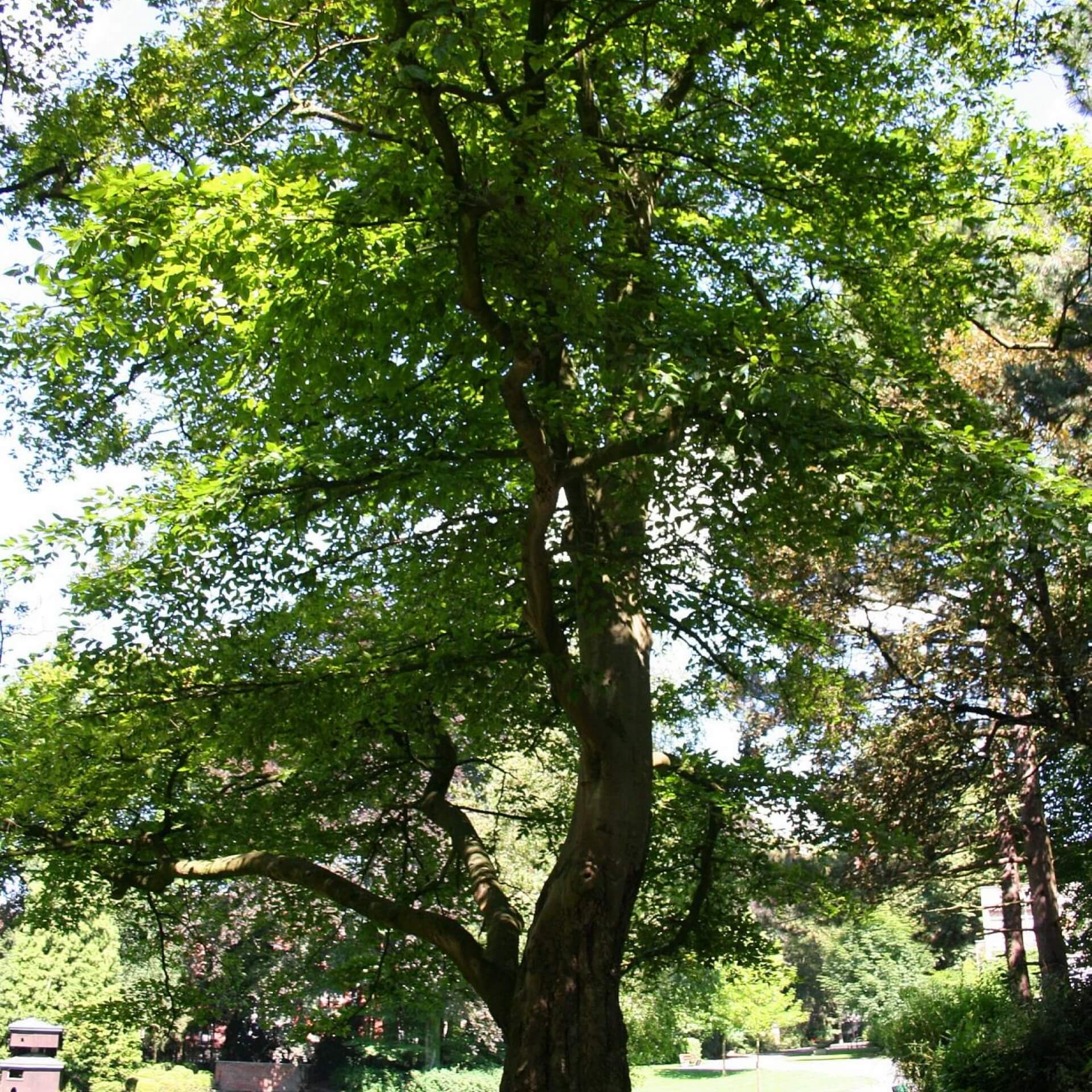 Amerikanische Buche (Fagus grandifolia)