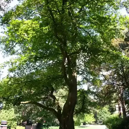 Foto von Amerikanische Buche (Fagus grandifolia)