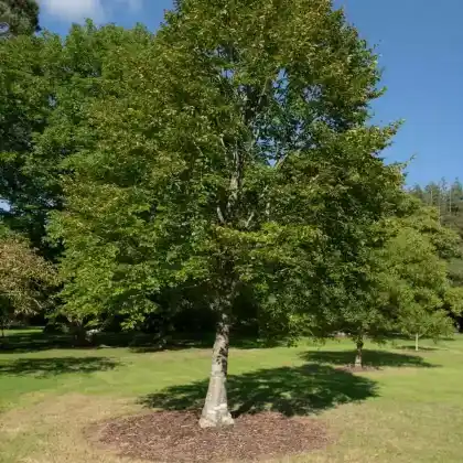 Foto von Orient-Buche (Fagus orientalis)