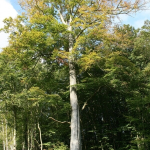 Fagus sylvatica