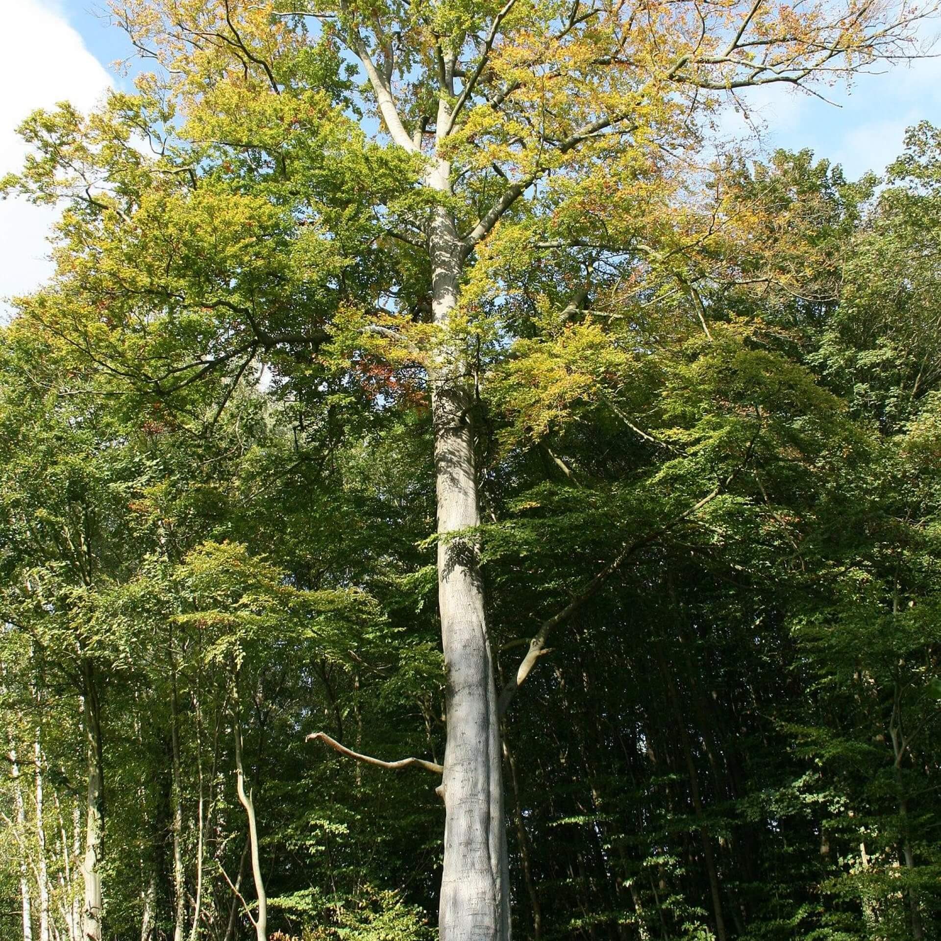 Gewöhnliche Buche (Fagus sylvatica)