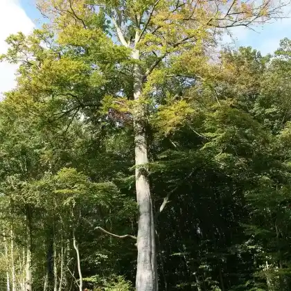 Foto von Gewöhnliche Buche (Fagus sylvatica)
