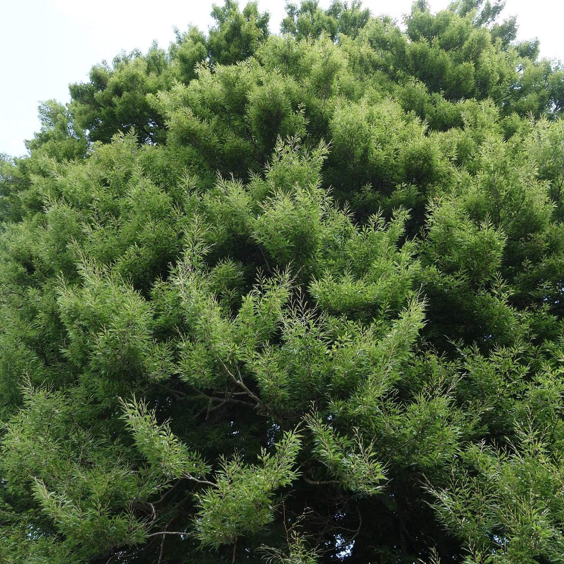 Farnblättrige Buche (Fagus sylvatica 'Asplenifolia')