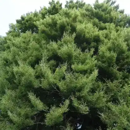 Foto von Farnblättrige Buche (Fagus sylvatica 'Asplenifolia')