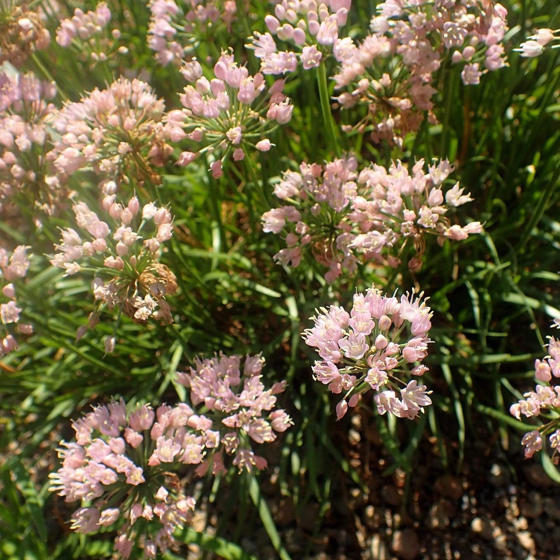 Zierlauch 'Sugar Melt' (Allium 'Sugar Melt')