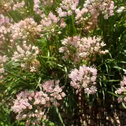 Foto von Zierlauch 'Sugar Melt' (Allium 'Sugar Melt')