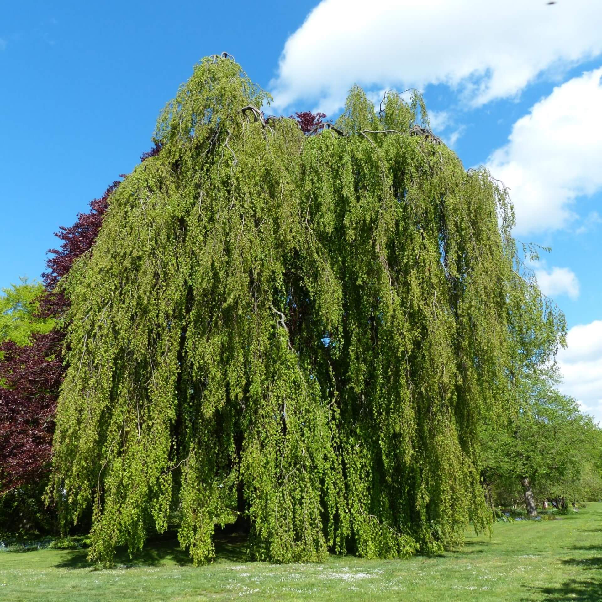 Hänge-Buche (Fagus sylvatica 'Pendula')