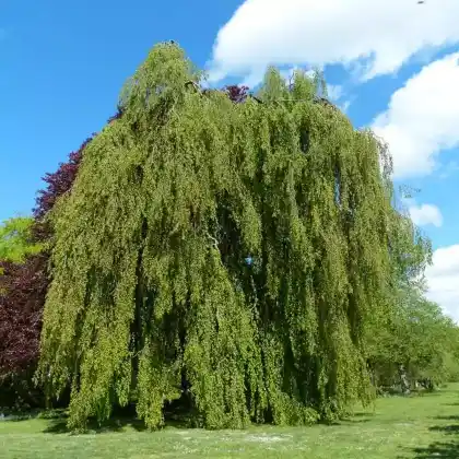 Foto von Hänge-Buche (Fagus sylvatica 'Pendula')