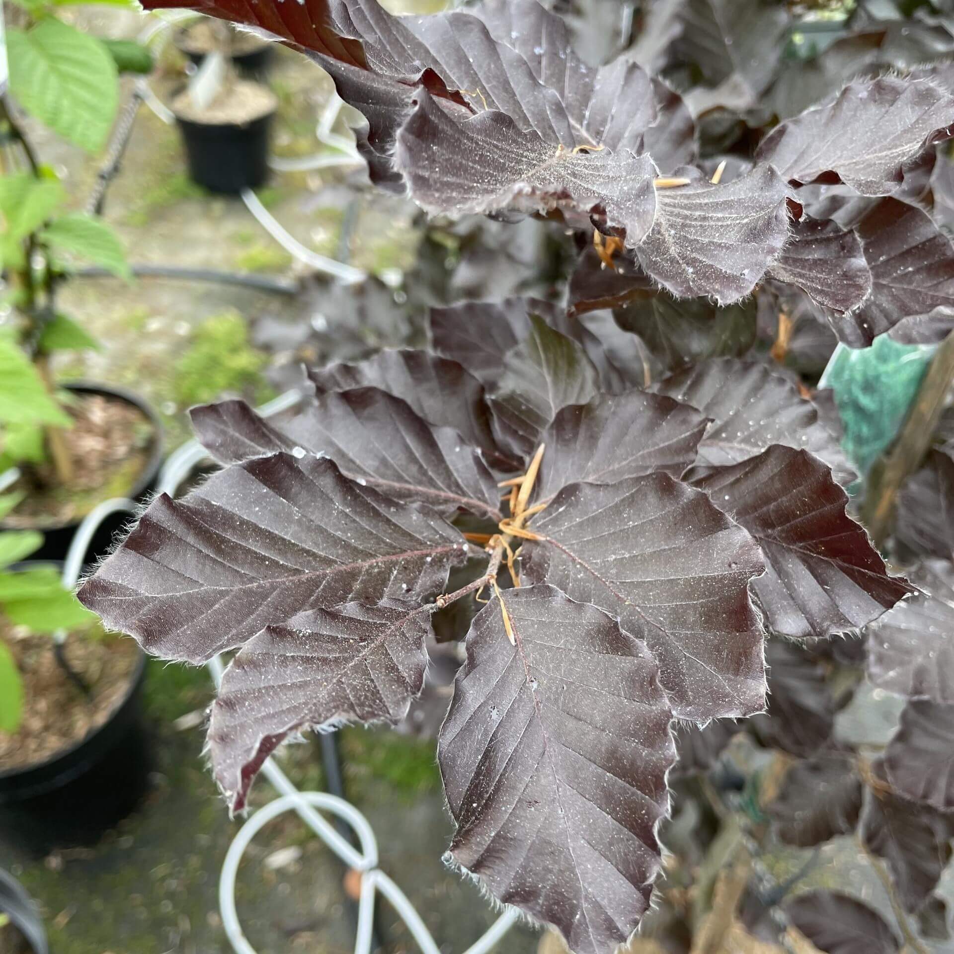 Blut-Buche (Fagus sylvatica 'Purpurea')