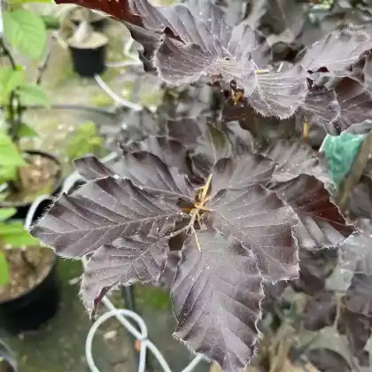 Foto von Blut-Buche (Fagus sylvatica 'Purpurea')