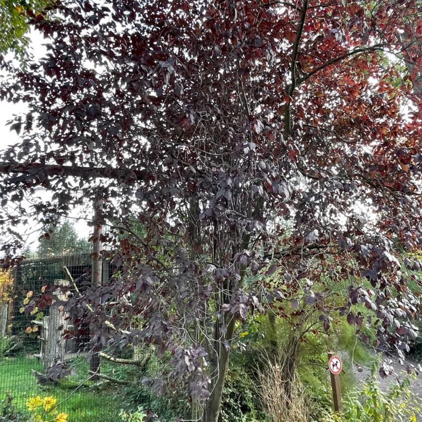 BlutBuche Expertenwissen für den Garten