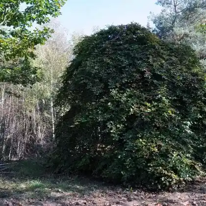 Foto von Süntel-Buche (Fagus sylvatica 'Tortuosa')
