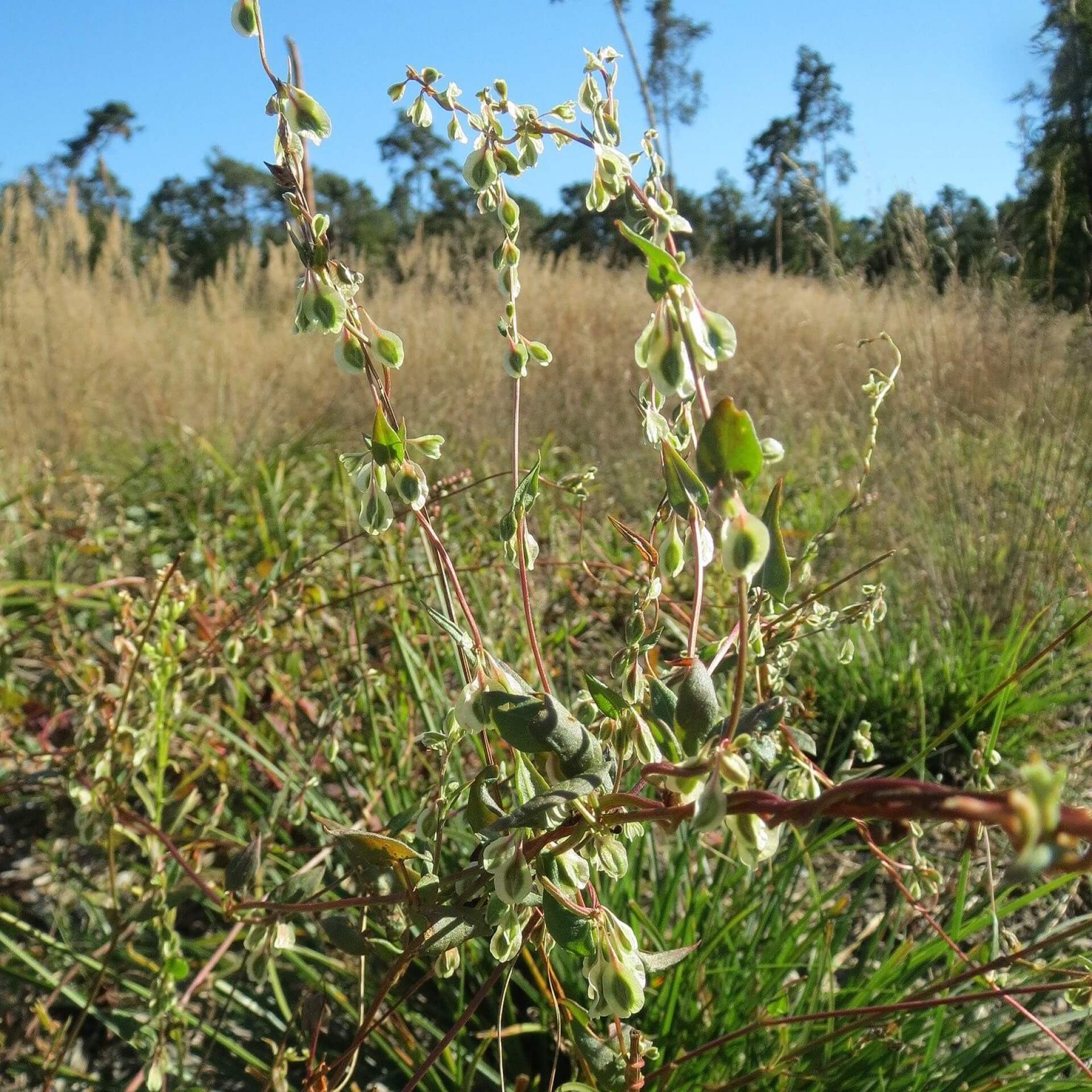 Acker-Flügelknöterich (Fallopia convolvulus)