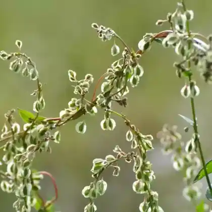 Foto von Hecken-Flügelknöterich (Fallopia dumetorum)