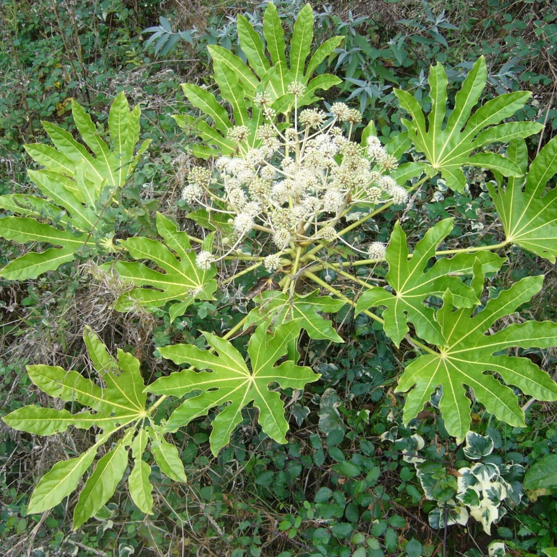 Zimmeraralie (Fatsia japonica)