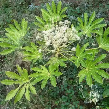 Foto von Zimmeraralie (Fatsia japonica)