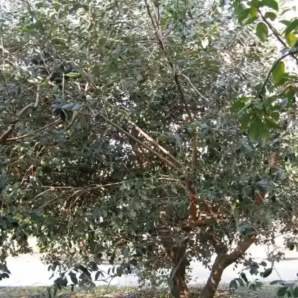 Foto von Brasilianische Guave (Feijoa sellowiana)