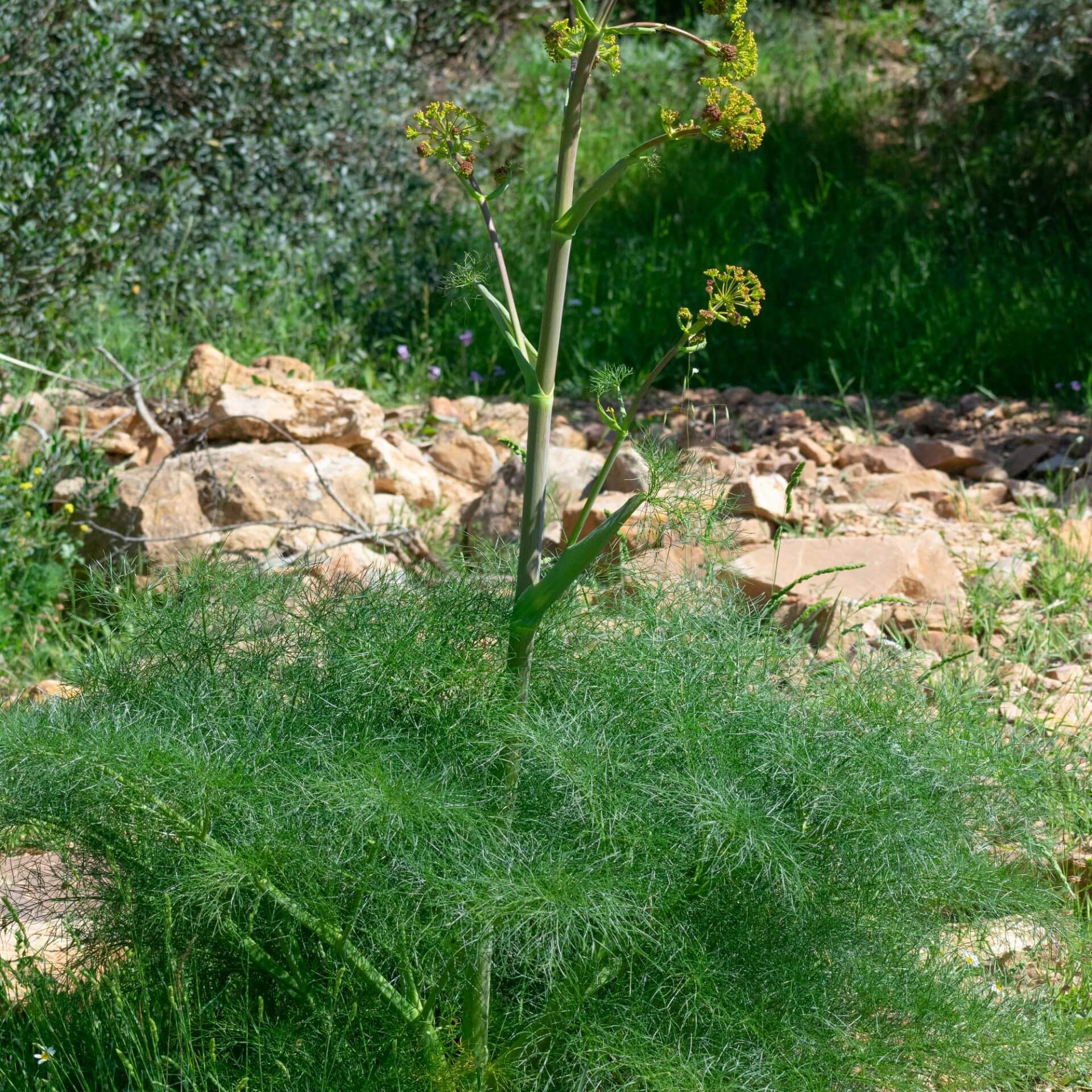 Riesenfenchel (Ferula communis)