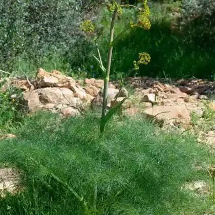 Foto von Riesenfenchel (Ferula communis)