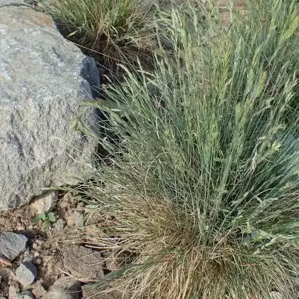 Foto von Alpen-Schwingel (Festuca alpina)