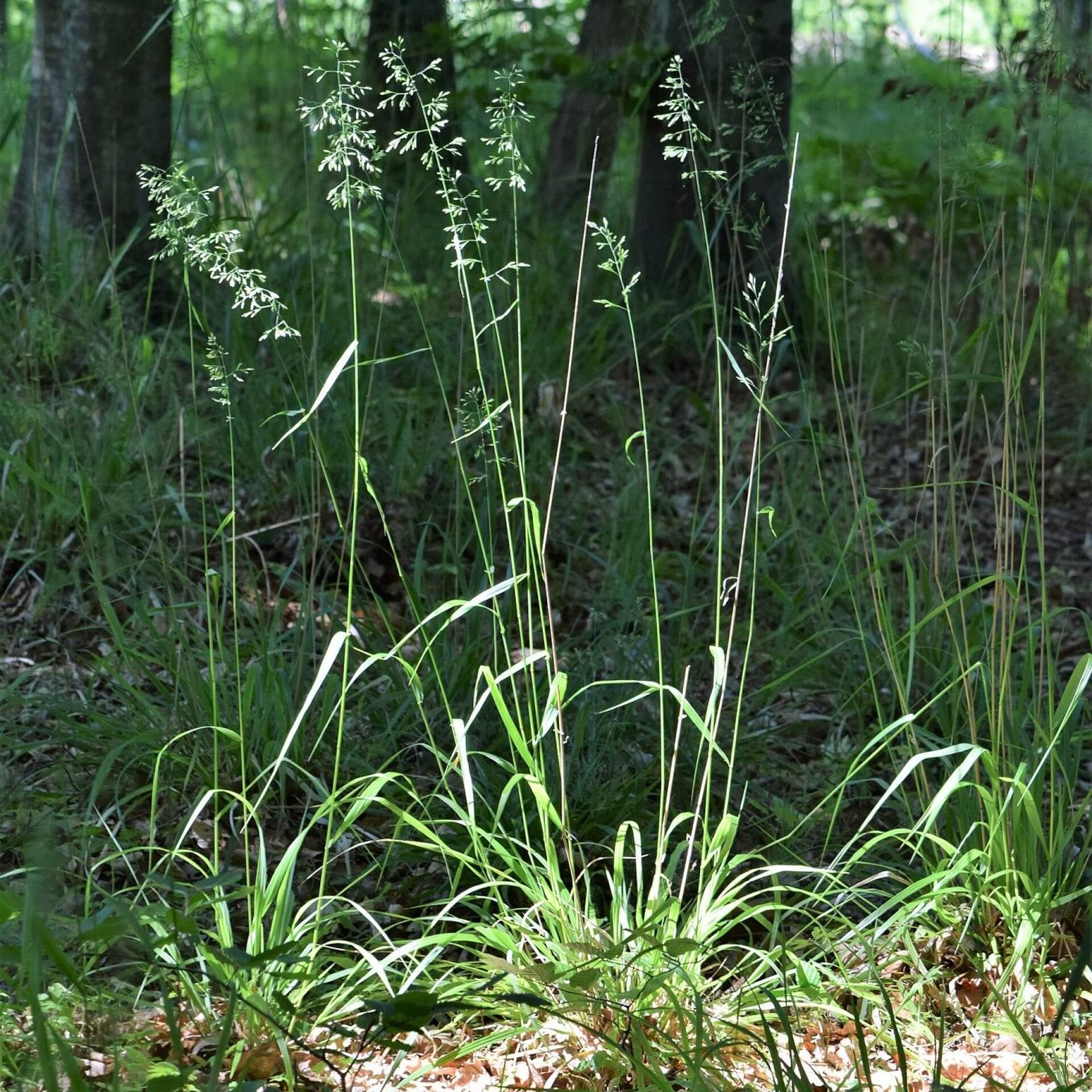 Wald-Schwingel (Festuca altissima)