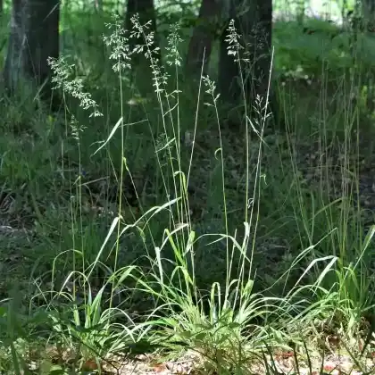 Foto von Wald-Schwingel (Festuca altissima)